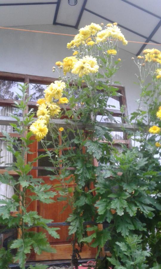 Lily adam's peak Bed & Breakfast Nallathanniya Bagian luar foto